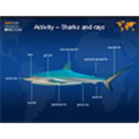 Identification Keys – Sharks and Rays icon