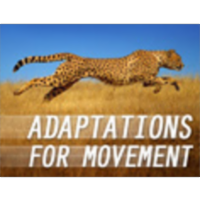 Adaptations for Movement icon