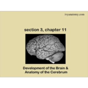 Anatomy and physiology of the nervous system icon