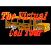 A virtual cell