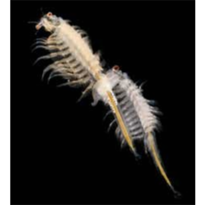 Brine Shrimp Hatching Lab icon