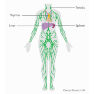 The Lymphatic System