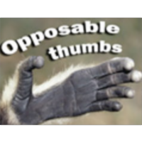 Opposable Thumbs