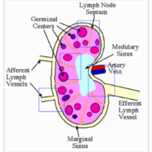 Immunology Animations