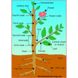 Plants at Enchanted Learning icon