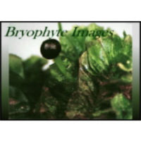 BRYOPHYTES