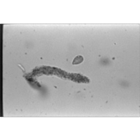 Protist Image Database icon
