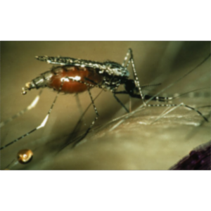 Anopheles dirus icon