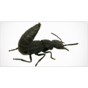 Devil's Coach Horse Beetle