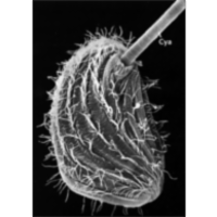 Pseudomicrothorax dubius