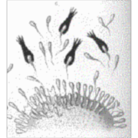 Theoretical Immunology icon