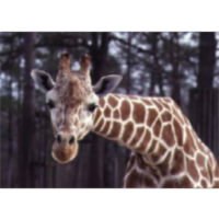 Peer Review of Research icon