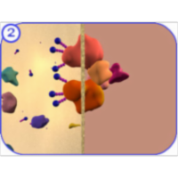 Insulin Signaling icon