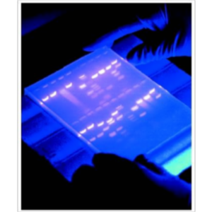 Gel Electrophoresis icon