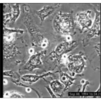 Theriot Lab Movie Collection