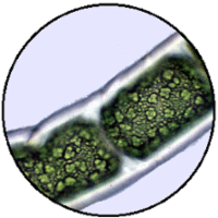 Carbon Fixation in Photosynthesis icon