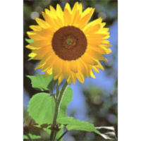 The Seed Biology Place icon