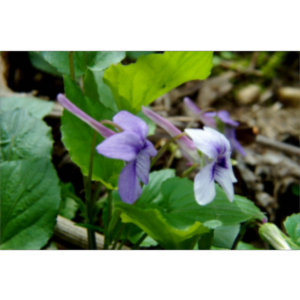 The American Violet Society icon