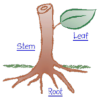 Plant Anatomy Atlas icon