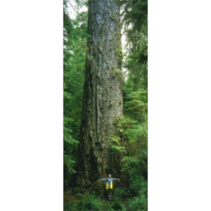 Gymnosperm Database icon