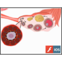 The Ovarian and Uterine Cycles icon