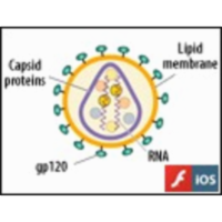 Life Cycle of HIV, a Retrovirus icon