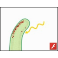 Plant Growth, Development, and Response to the Environment icon