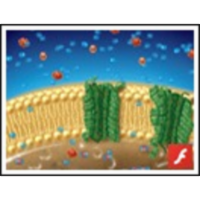 Molecules Move across the Cell Membrane icon
