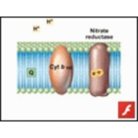 Electron Transport: Aerobic and Anaerobic Conditions icon
