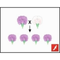 Mendel's Experiments icon