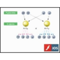 Mendel's Law of Independent Assortment and Gamete Diversity icon
