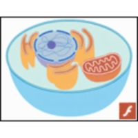 Cellular Respiration icon