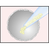 Human Embryonic Stem Cells icon