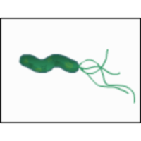 Bacteria in Peptic Ulcer Disease icon