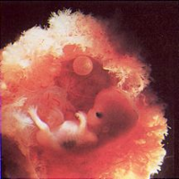 Prenatal Development icon