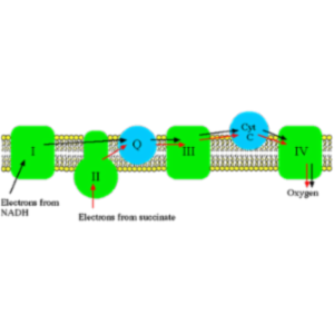 The Electron Transport System of Mitochondria