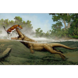 Whale Evolution Kiosk