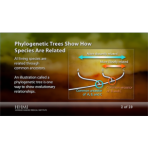 Skeletons Reveal Human and Chimpanzee Evolution icon