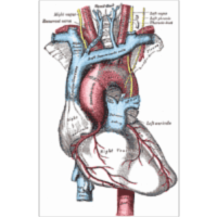 Gray's Human Anatomy Online