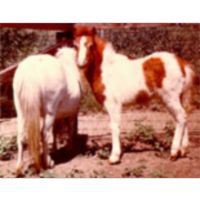 Introduction to [Horse] Coat Color Genetics icon