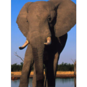 World Wild Life icon