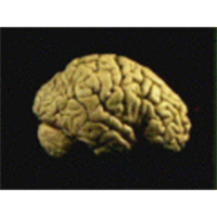 Human Anatomy and Histology Courseware