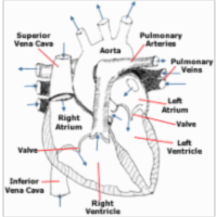 PetEducation.com icon