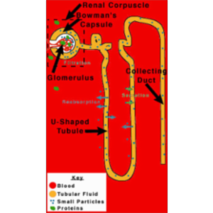 Maintaining the Body's Chemistry:  Dialysis in the Kidneys icon