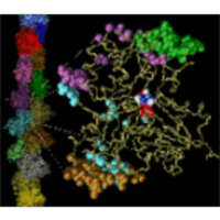 Actin Dynamics - Back Door Model icon