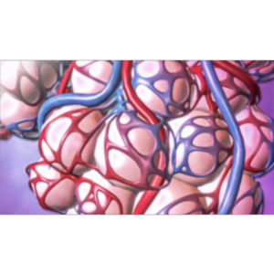 Physiology Animations App for iOS icon