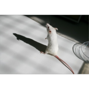 Enhancing Humane Science - Improving Animal Research icon