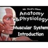 The Muscular System : Introduction to the Muscular System (09:05)