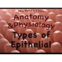 The Integumentary System : Types of Epithelial Tissues (06:03)