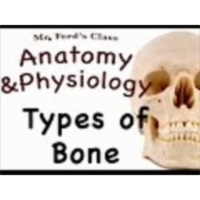 The Skeletal System : Types of Bone (07:03) icon